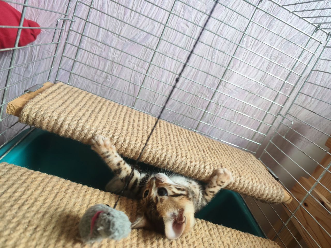 Бенгальські кошенята