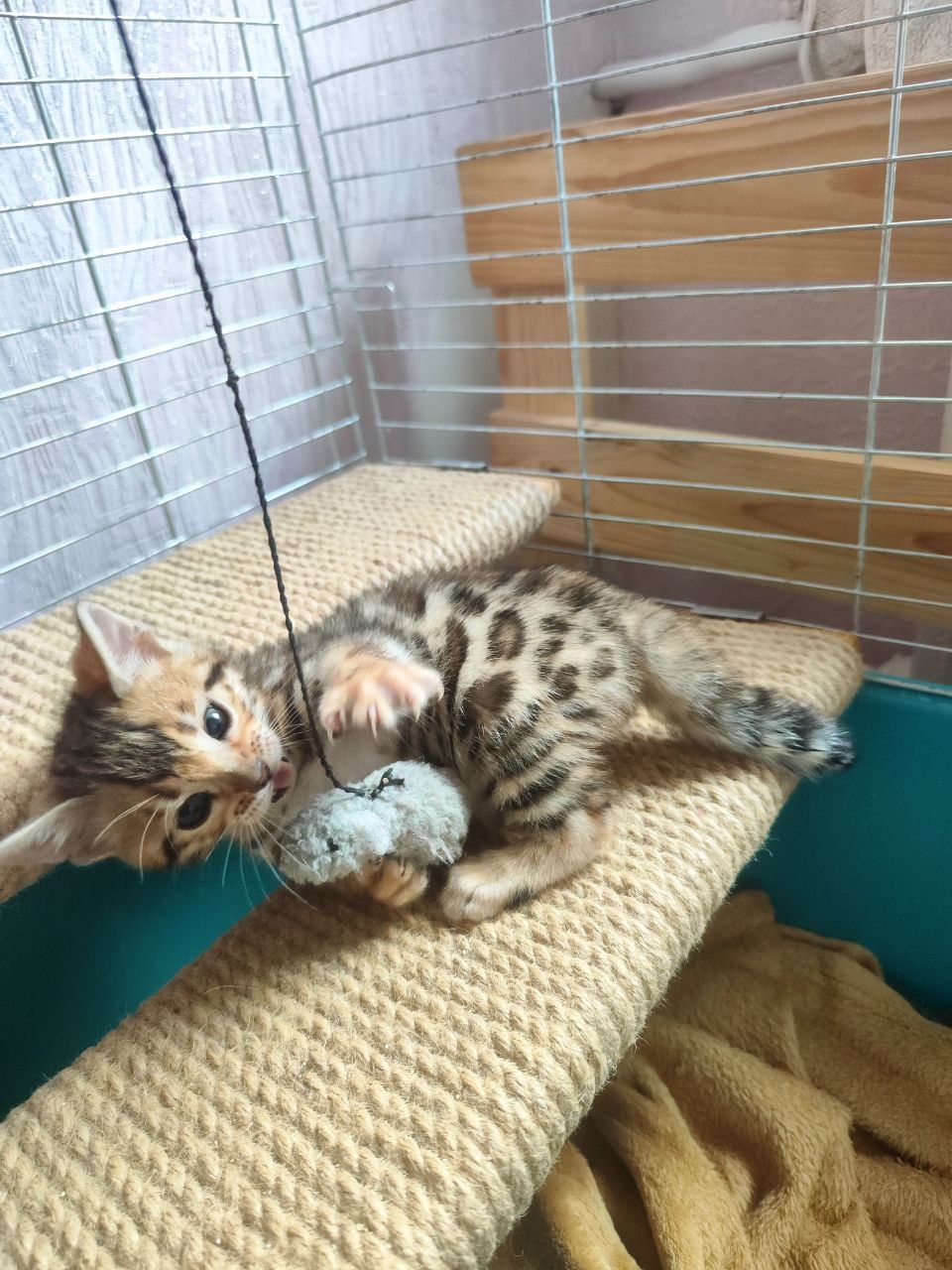 Бенгальські кошенята