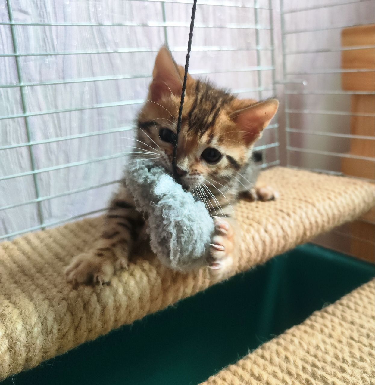 Бенгальські кошенята