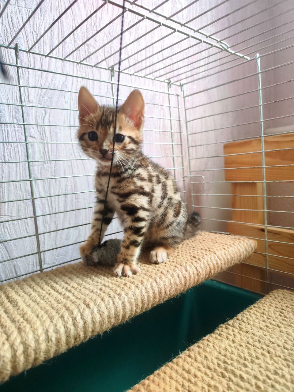 Бенгальські кошенята