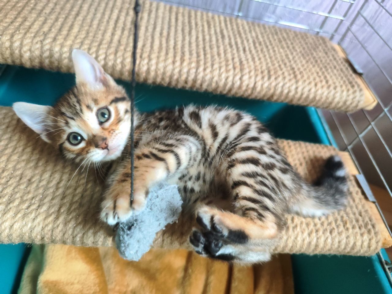 Бенгальські кошенята