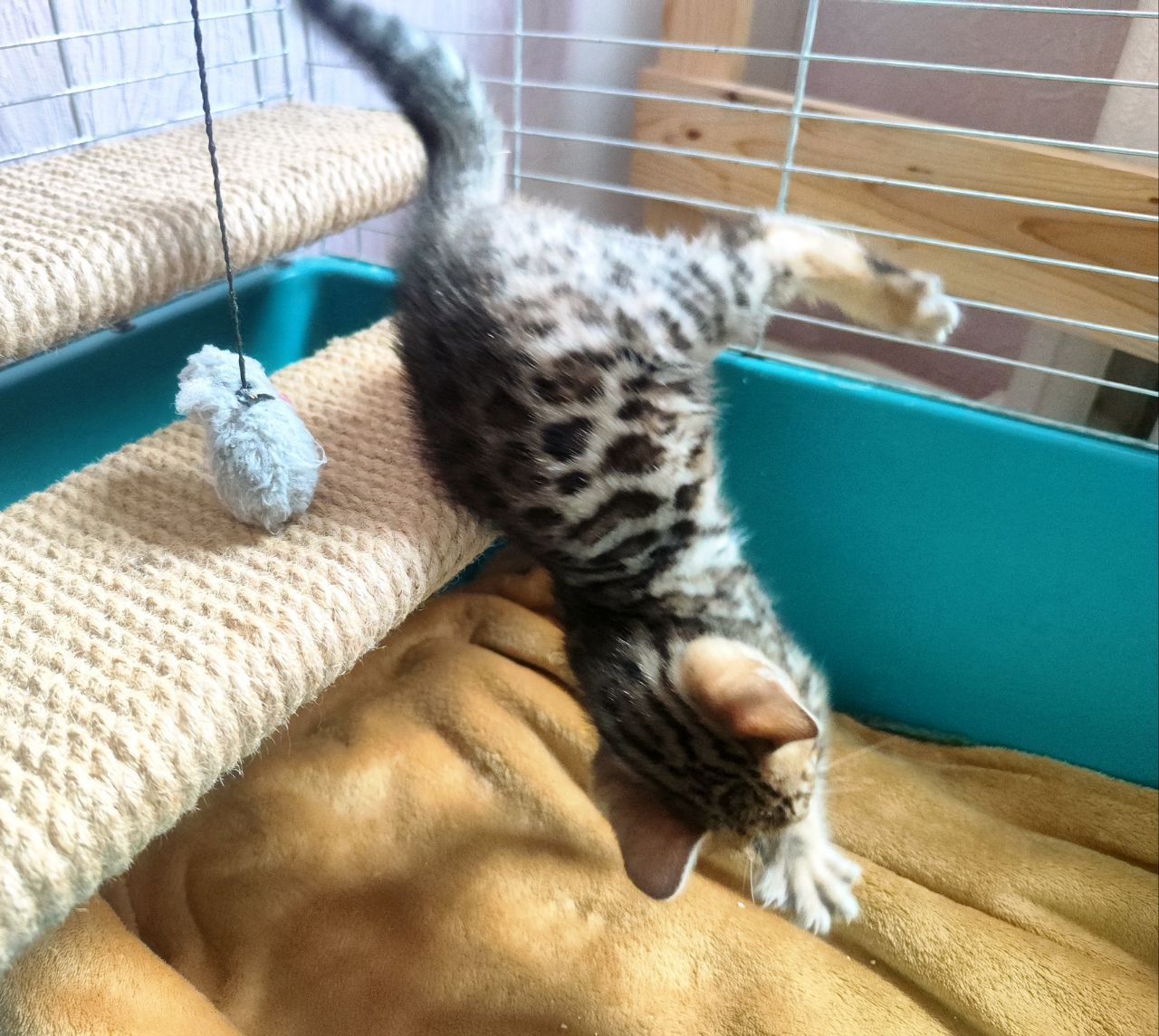 Бенгальські кошенята