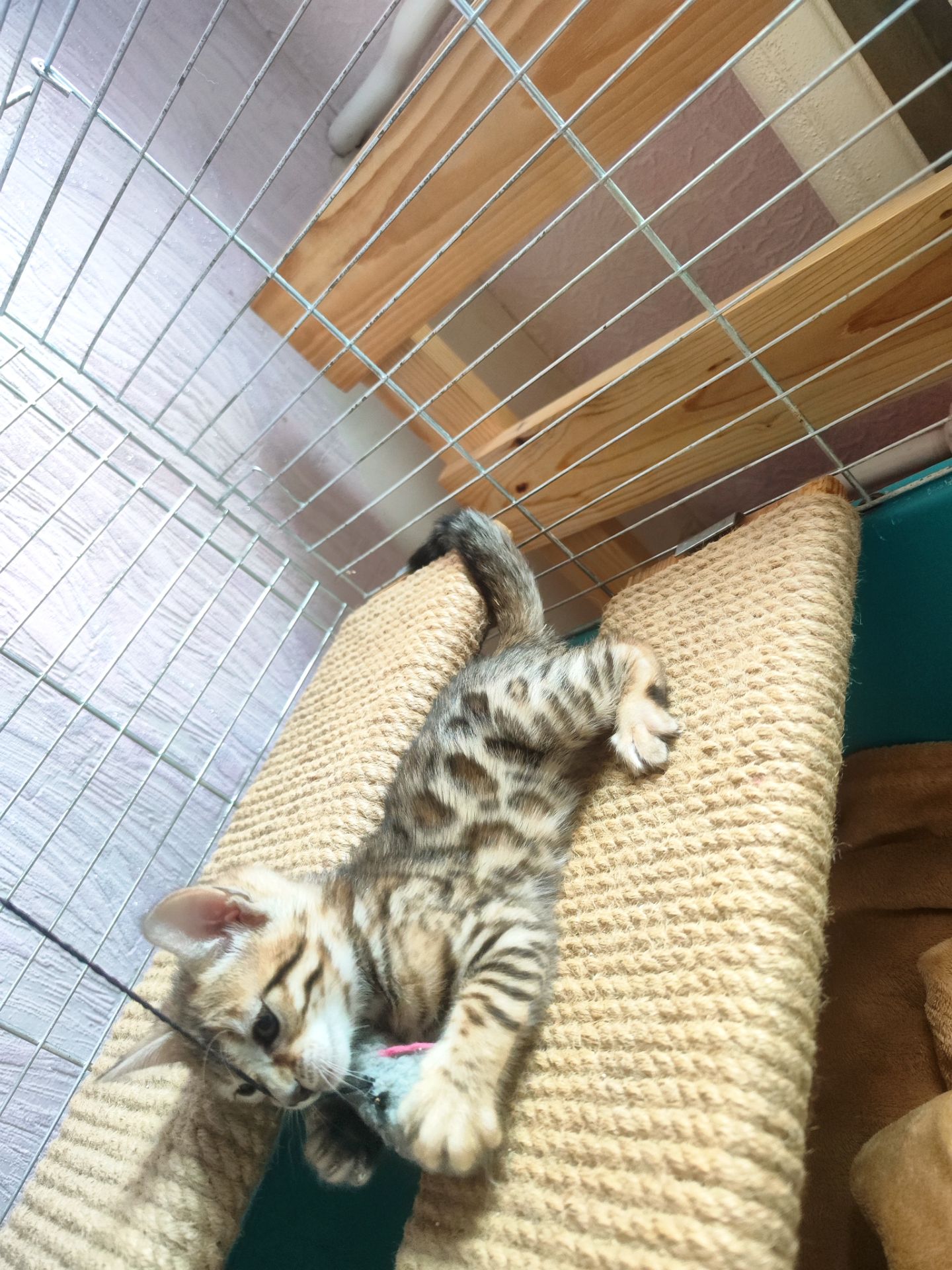 Бенгальські кошенята