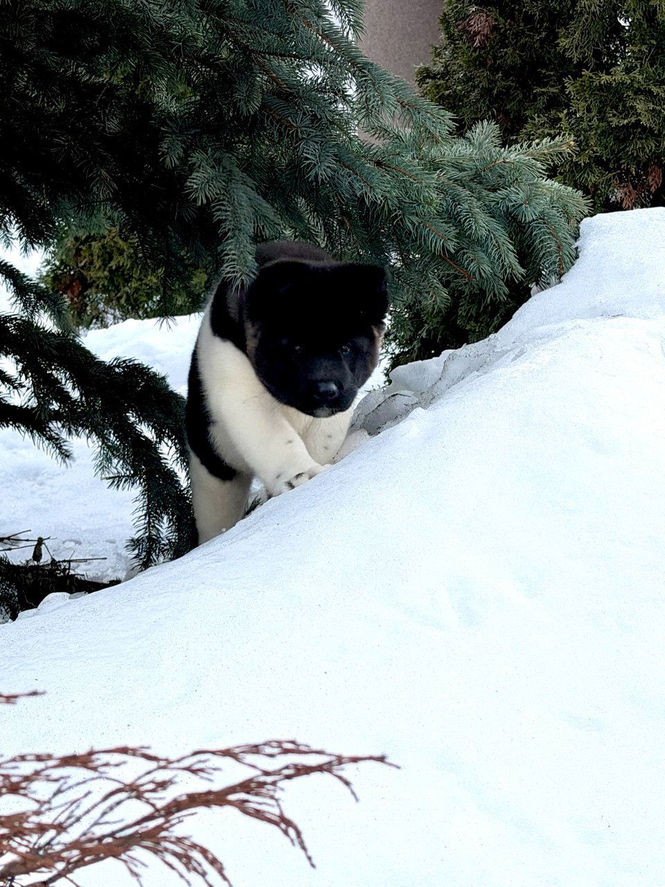 Щенки Американской Акиты КСУ