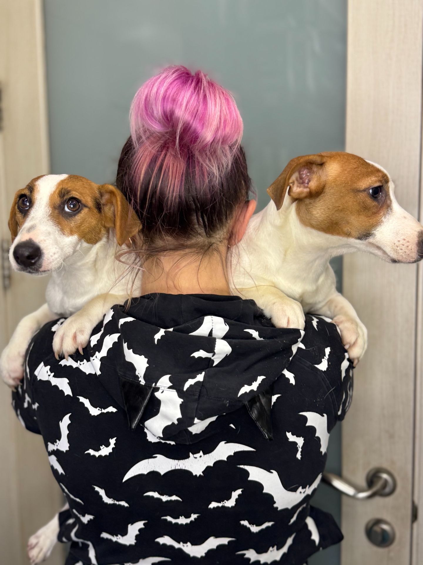 Джек рассел дівчинка