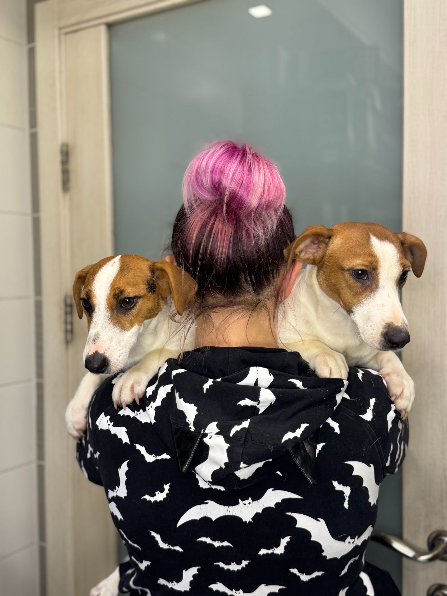 Джек рассел дівчинка