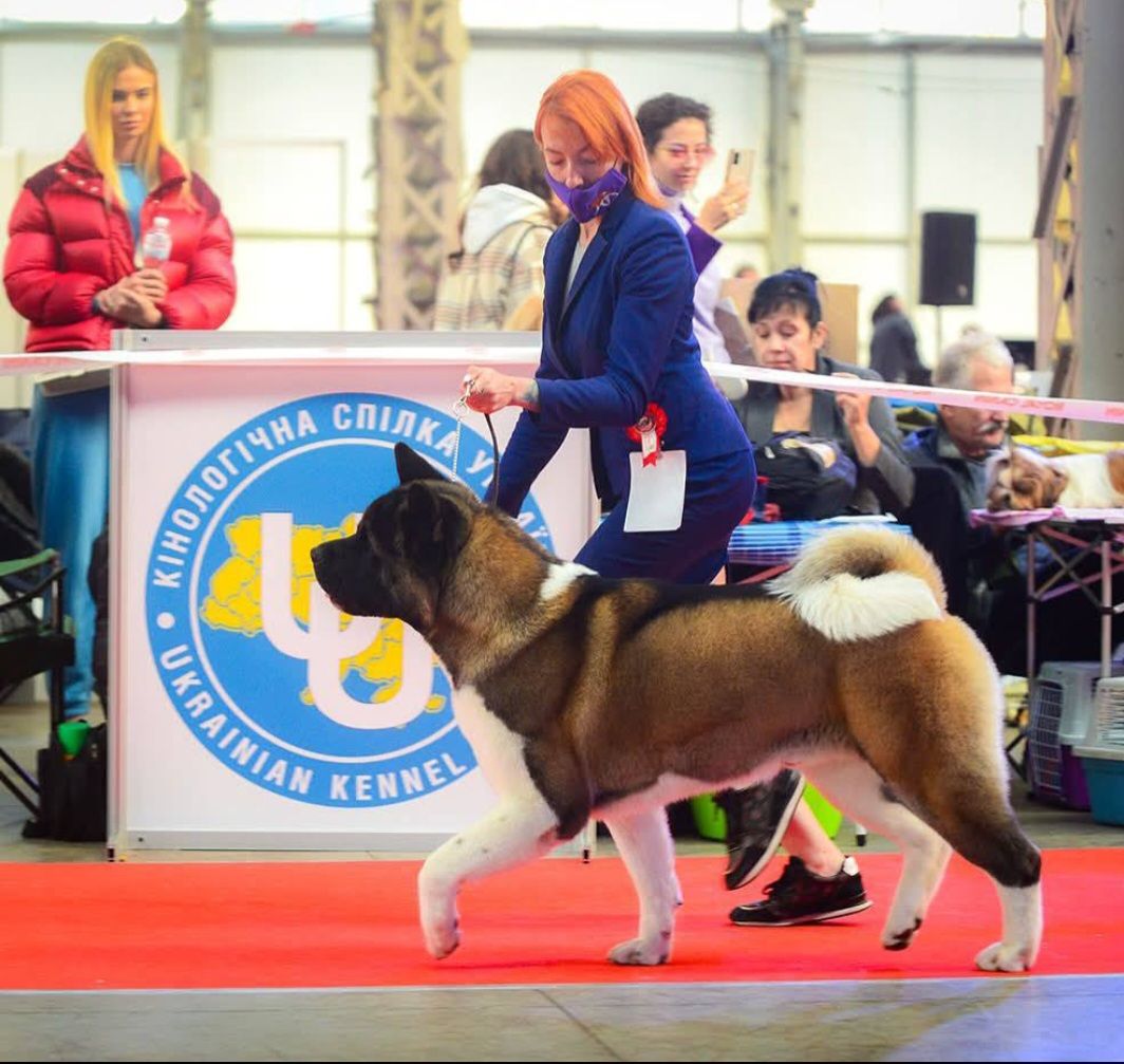 Щенки Американской Акиты КСУ