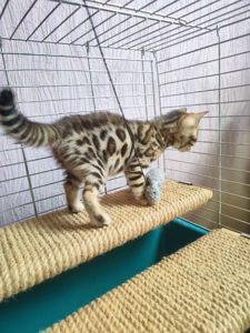 Бенгальські кошенята