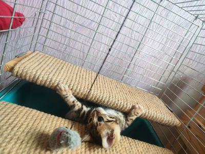 Бенгальські кошенята