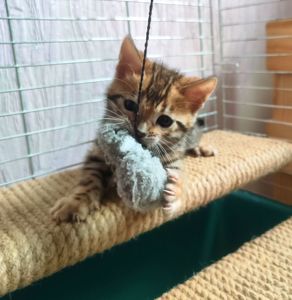 Бенгальські кошенята