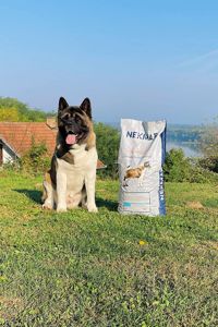 Щенки Американской Акиты КСУ