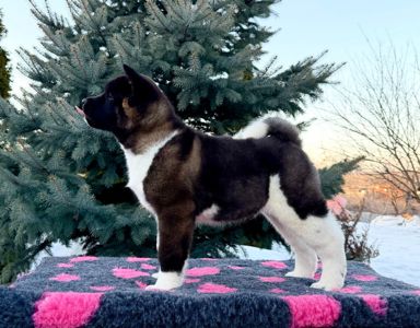Щенки Американской Акиты КСУ