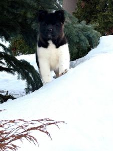 Щенки Американской Акиты КСУ