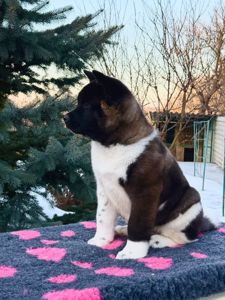 Щенки Американской Акиты КСУ