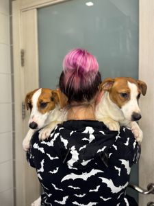 Джек рассел дівчинка