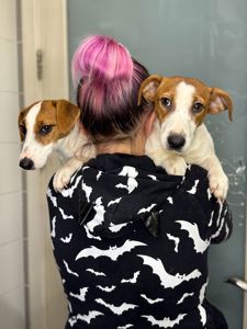 Джек рассел дівчинка