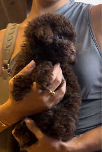 Мальтипу неймовірний хлопчик