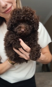 Мальтипу неймовірний хлопчик