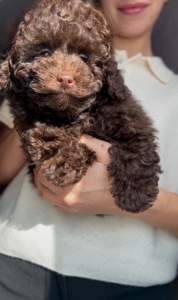 Мальтипу неймовірний хлопчик