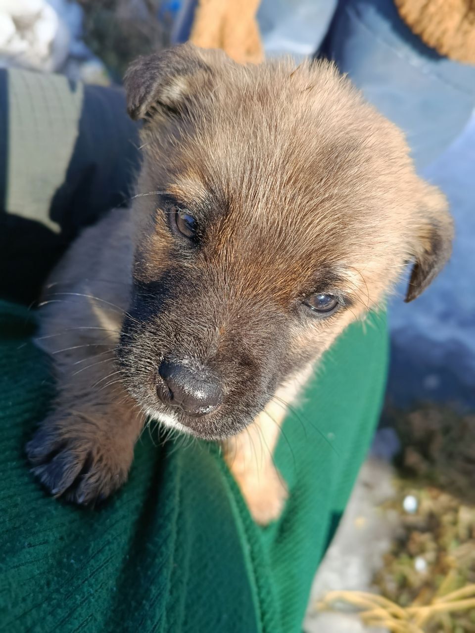 Віддамо цуценя в добрі руки