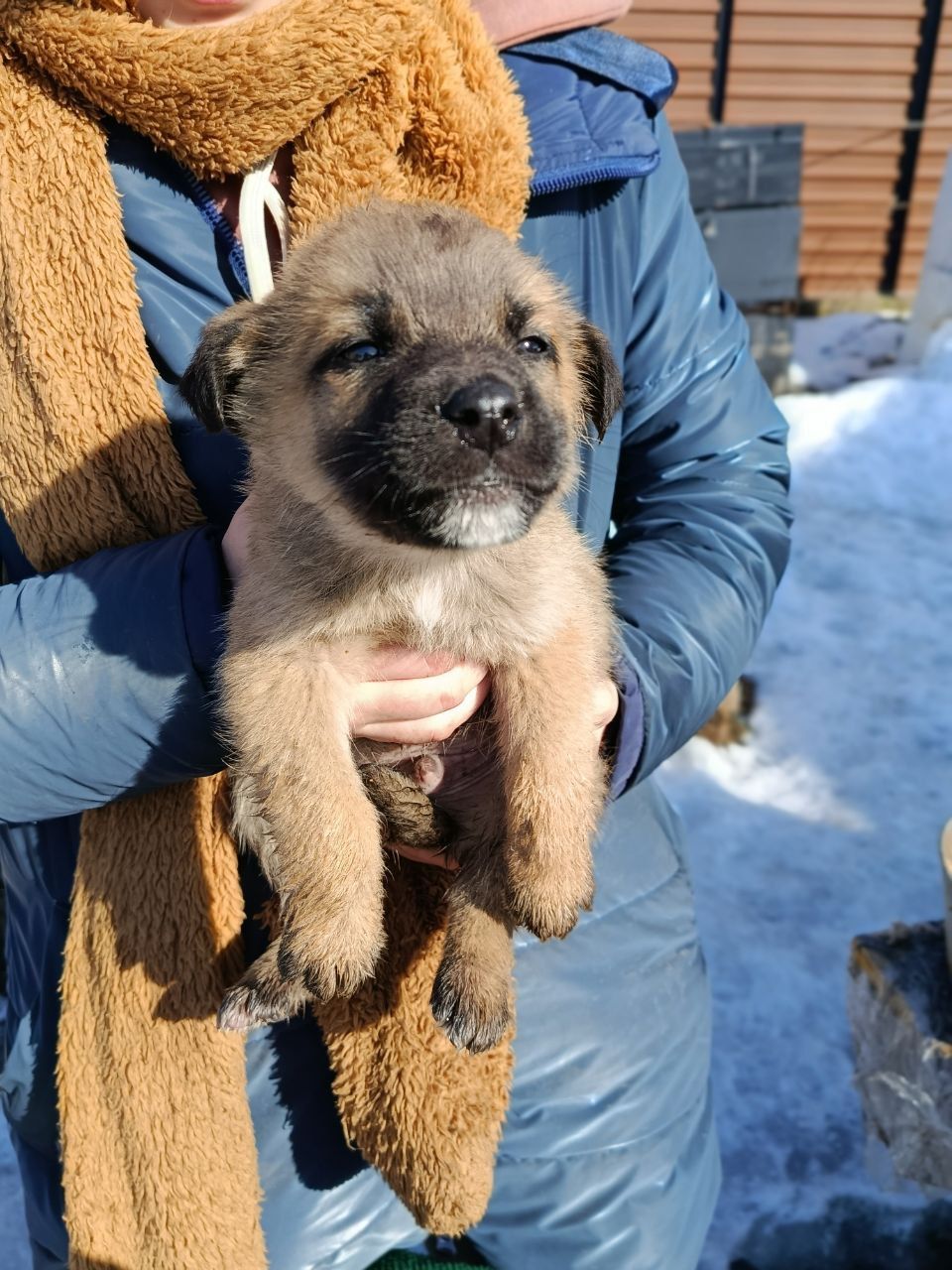 Віддамо цуценя в добрі руки