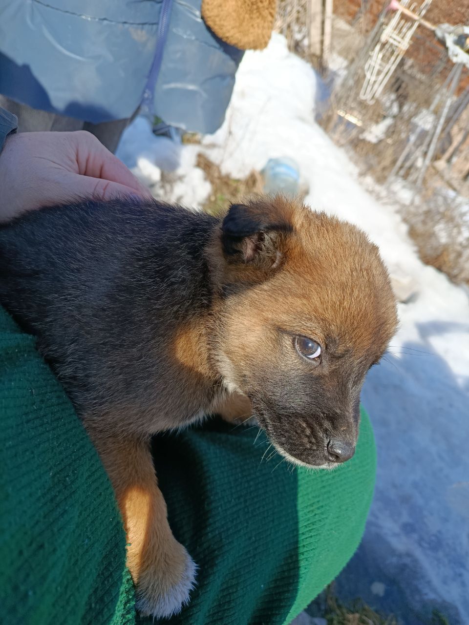 Віддамо цуценя в добрі руки