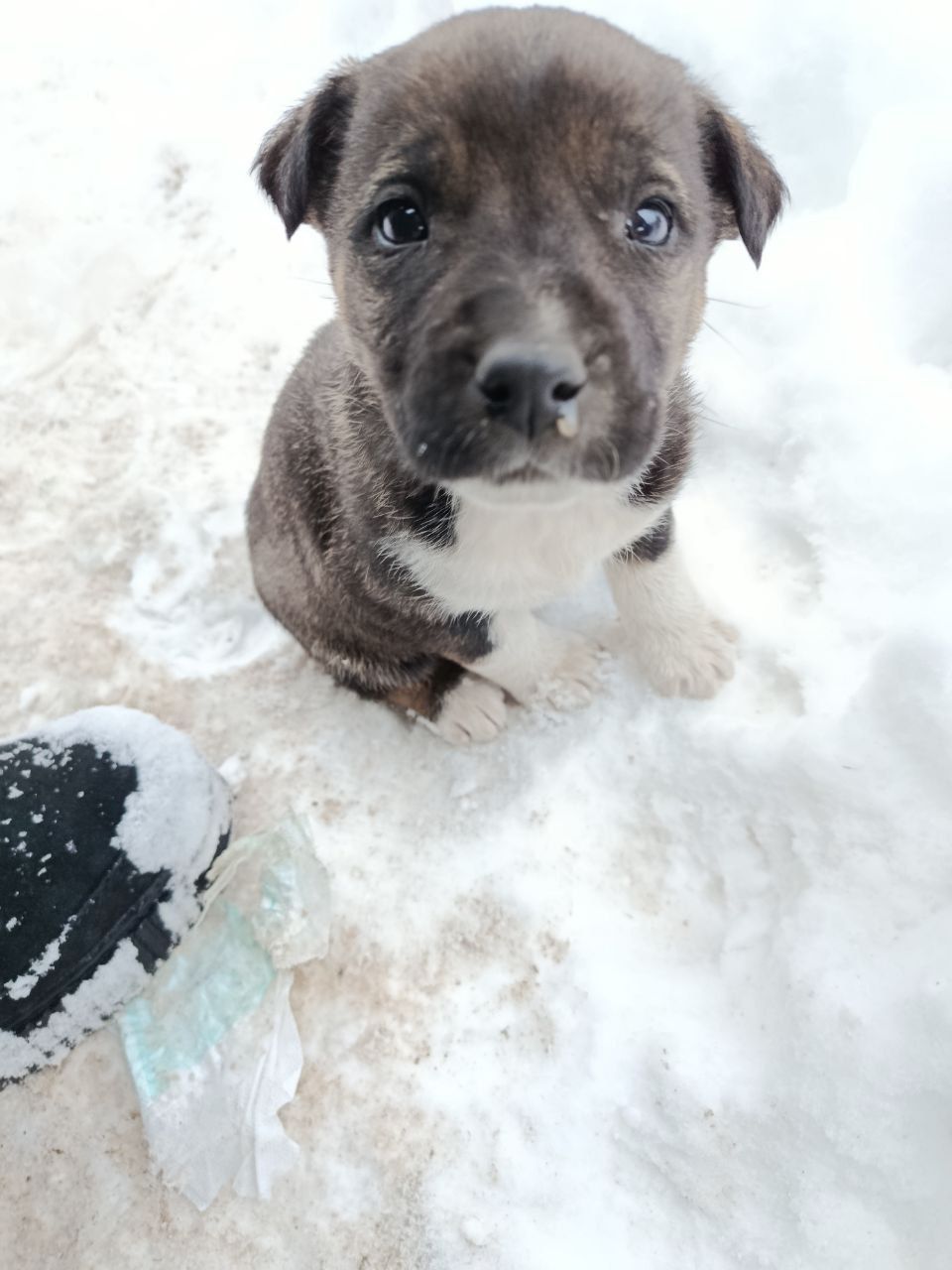 Віддамо цуценя в добрі руки