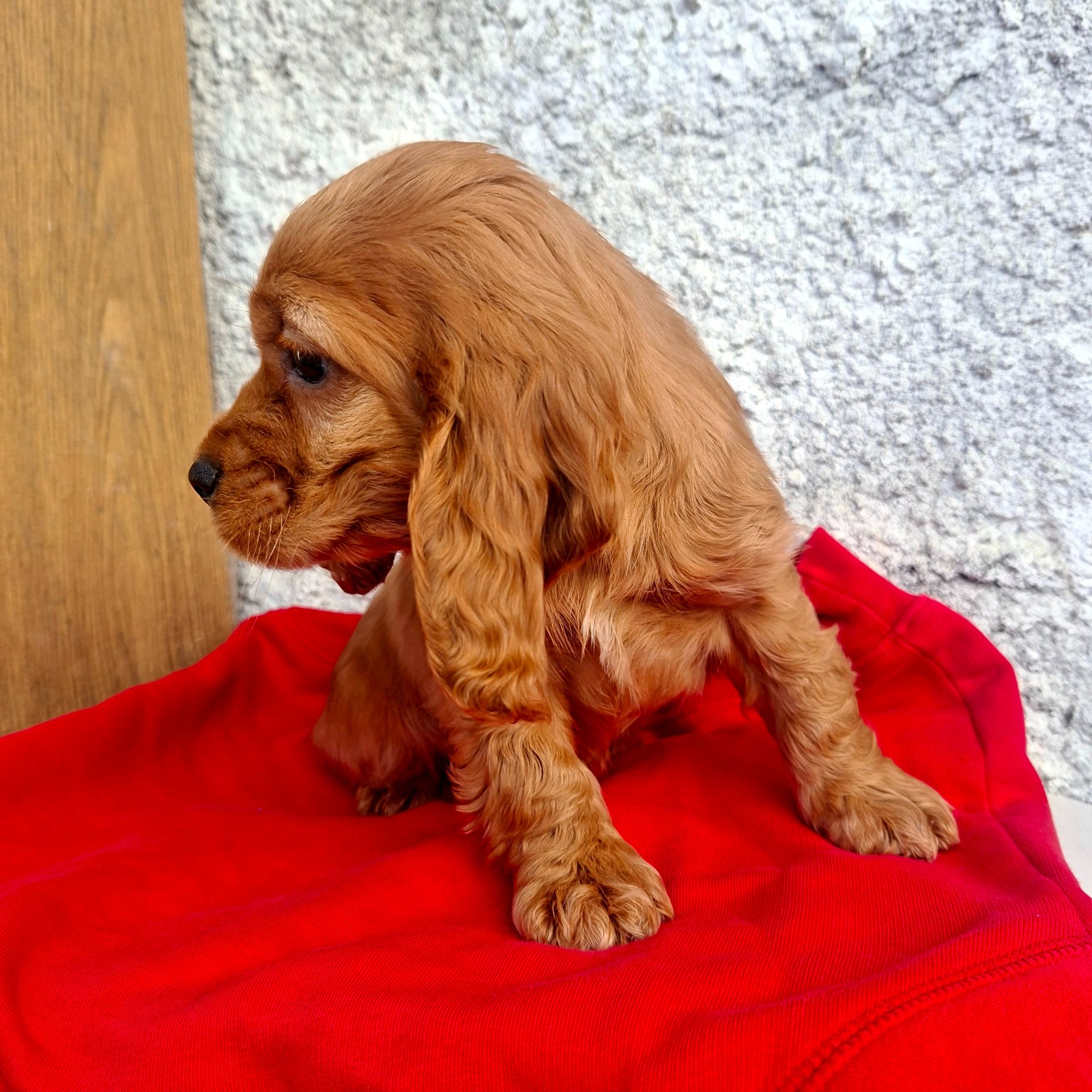 Дівчинка англійського кокер спаніеля