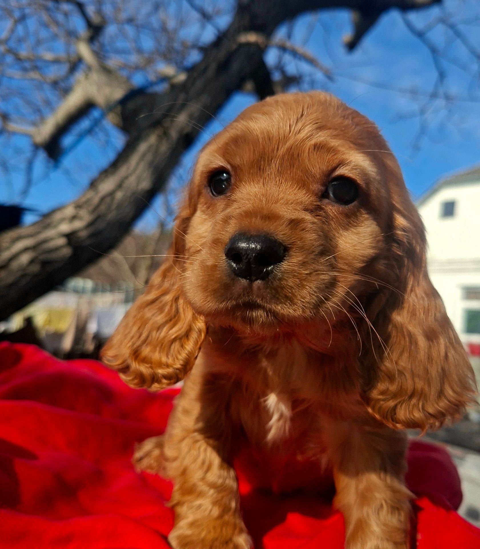 Дівчинка англійського кокер спаніеля