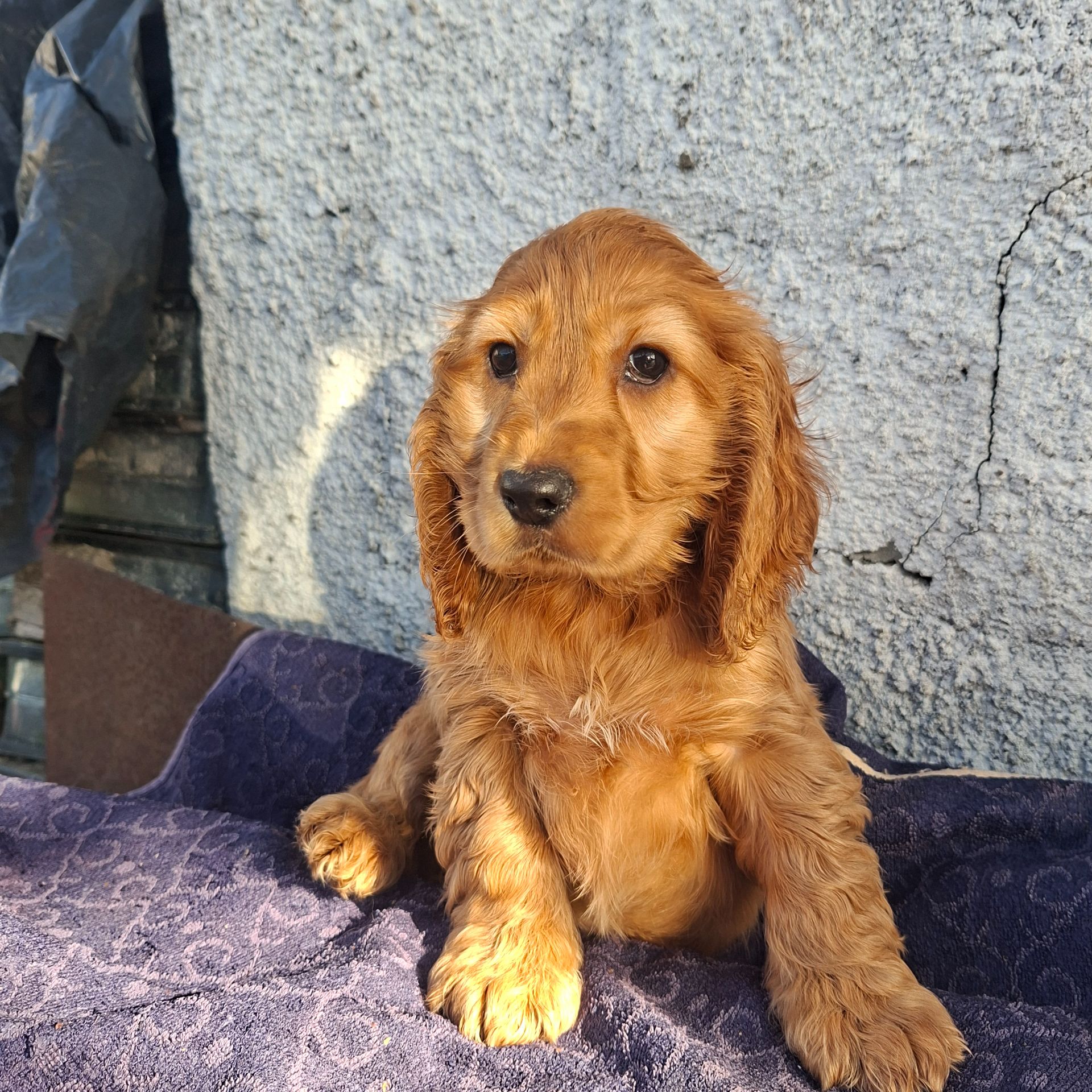 Хлопчик кокер спаніель англійський