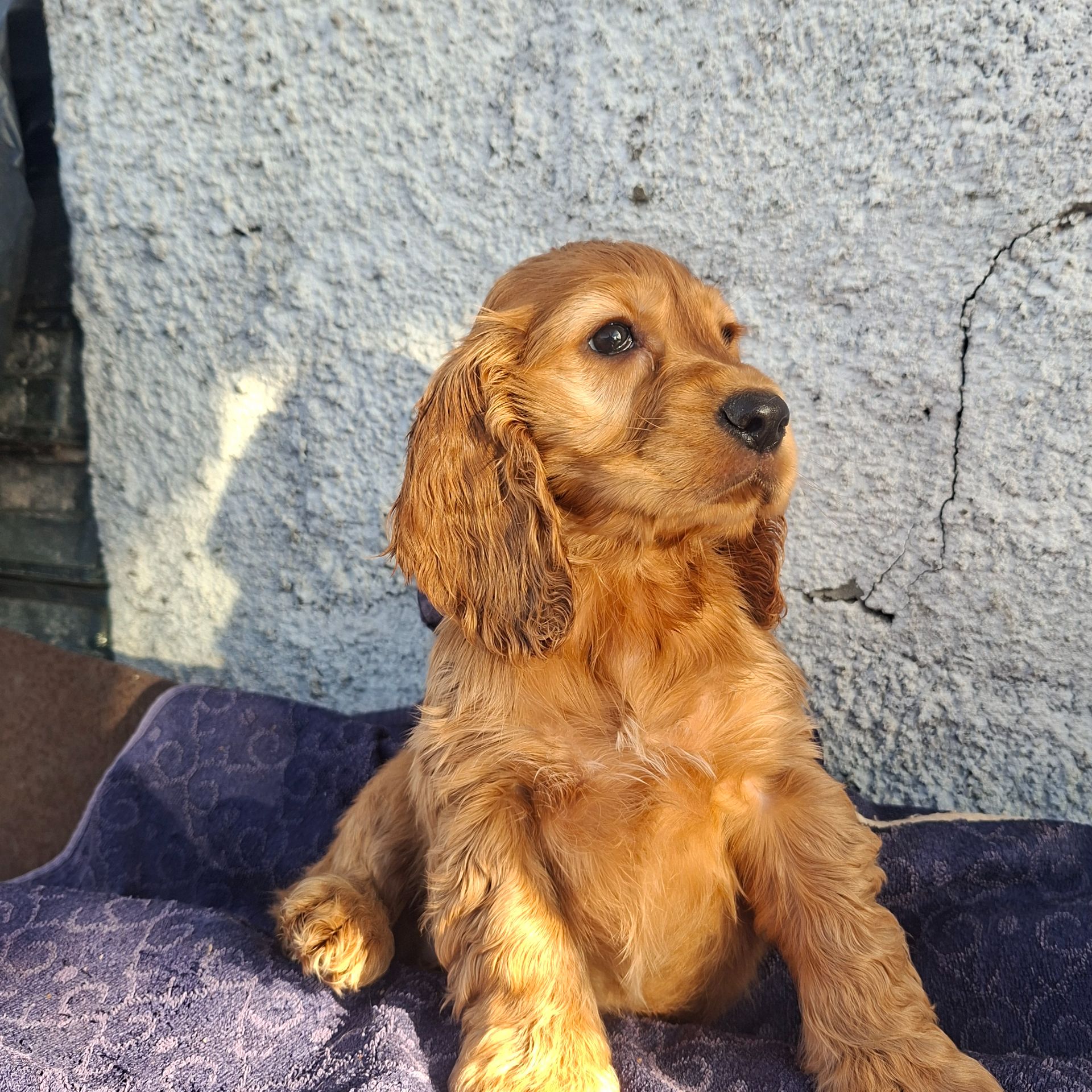 Хлопчик кокер спаніель англійський