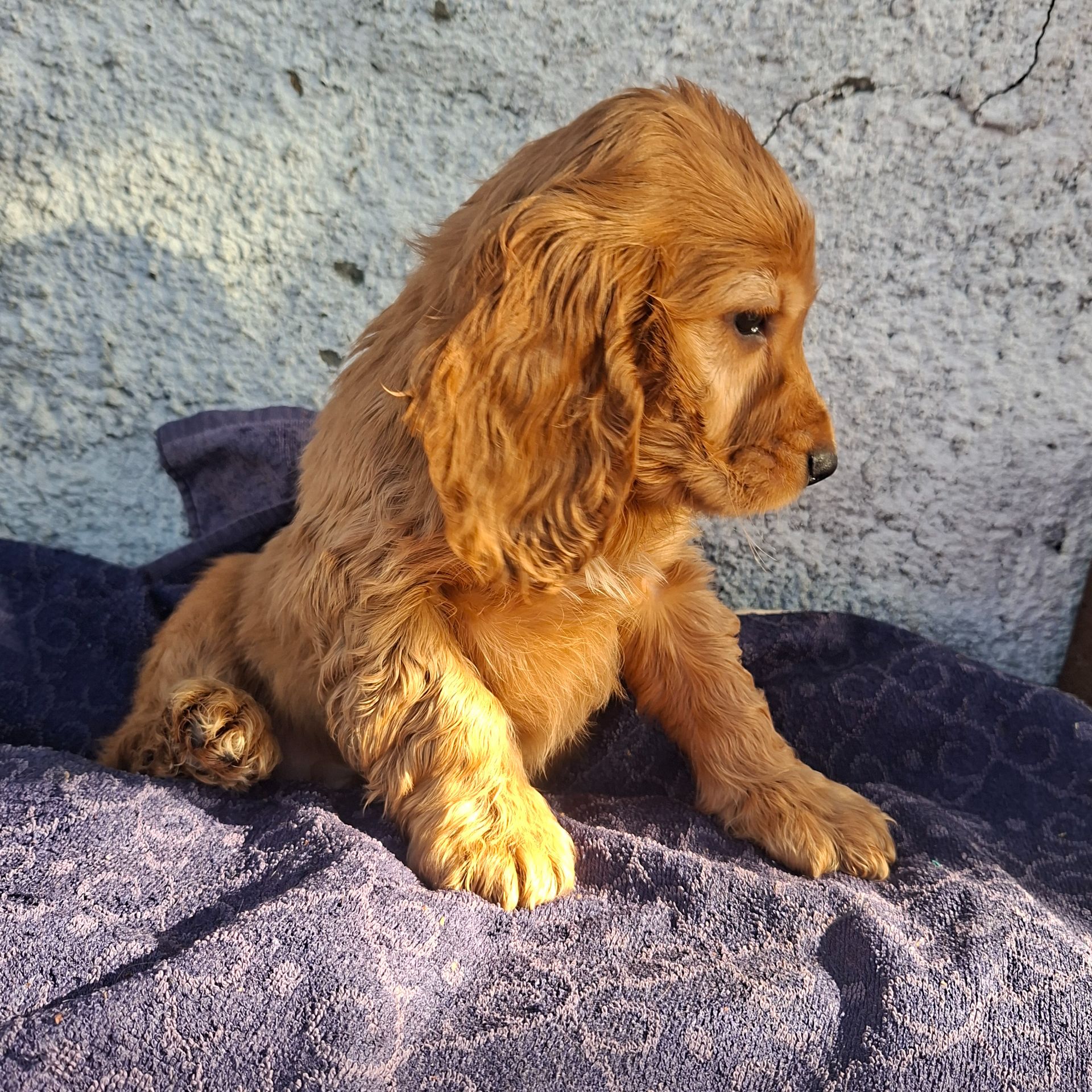 Хлопчик кокер спаніель англійський