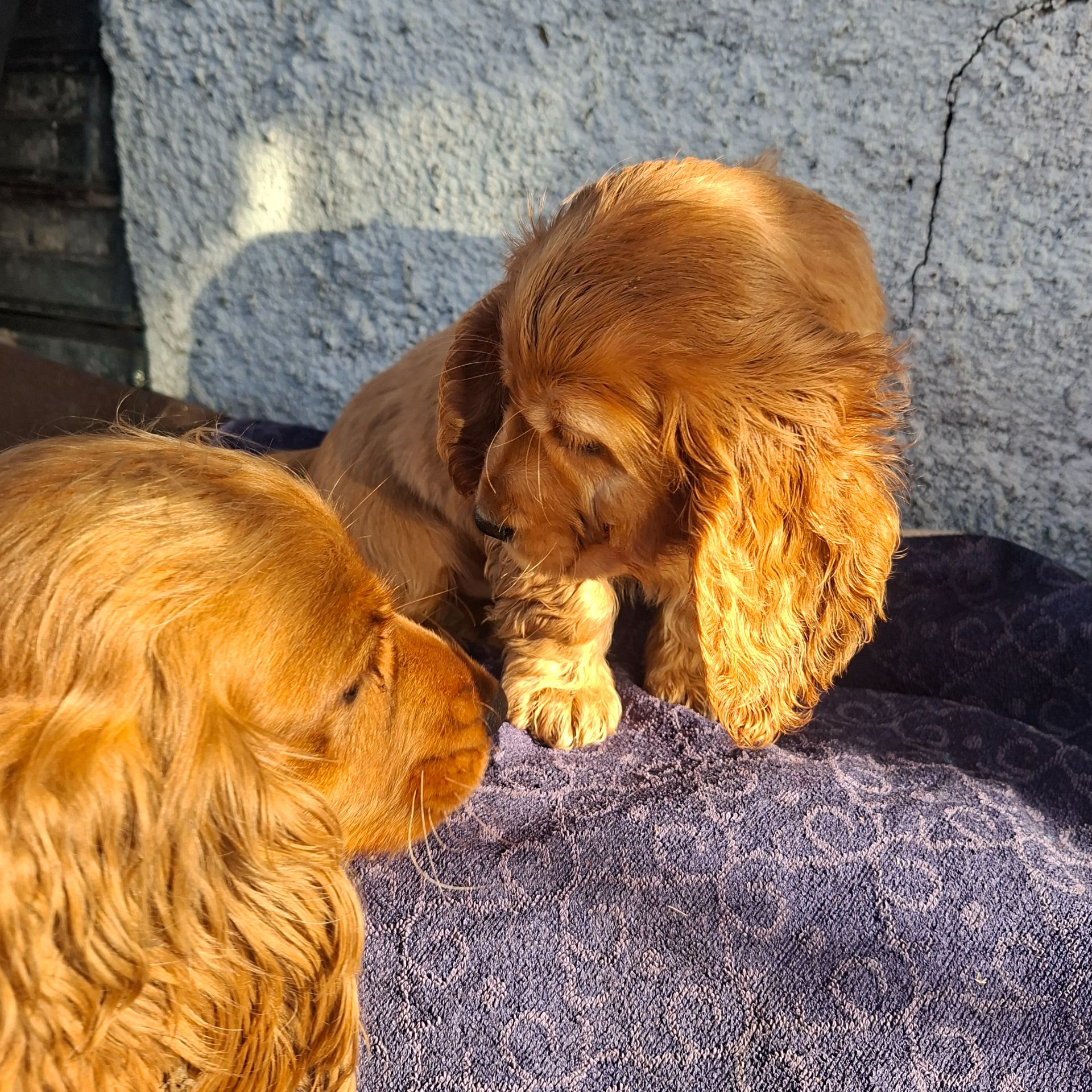 Хлопчик кокер спаніель англійський