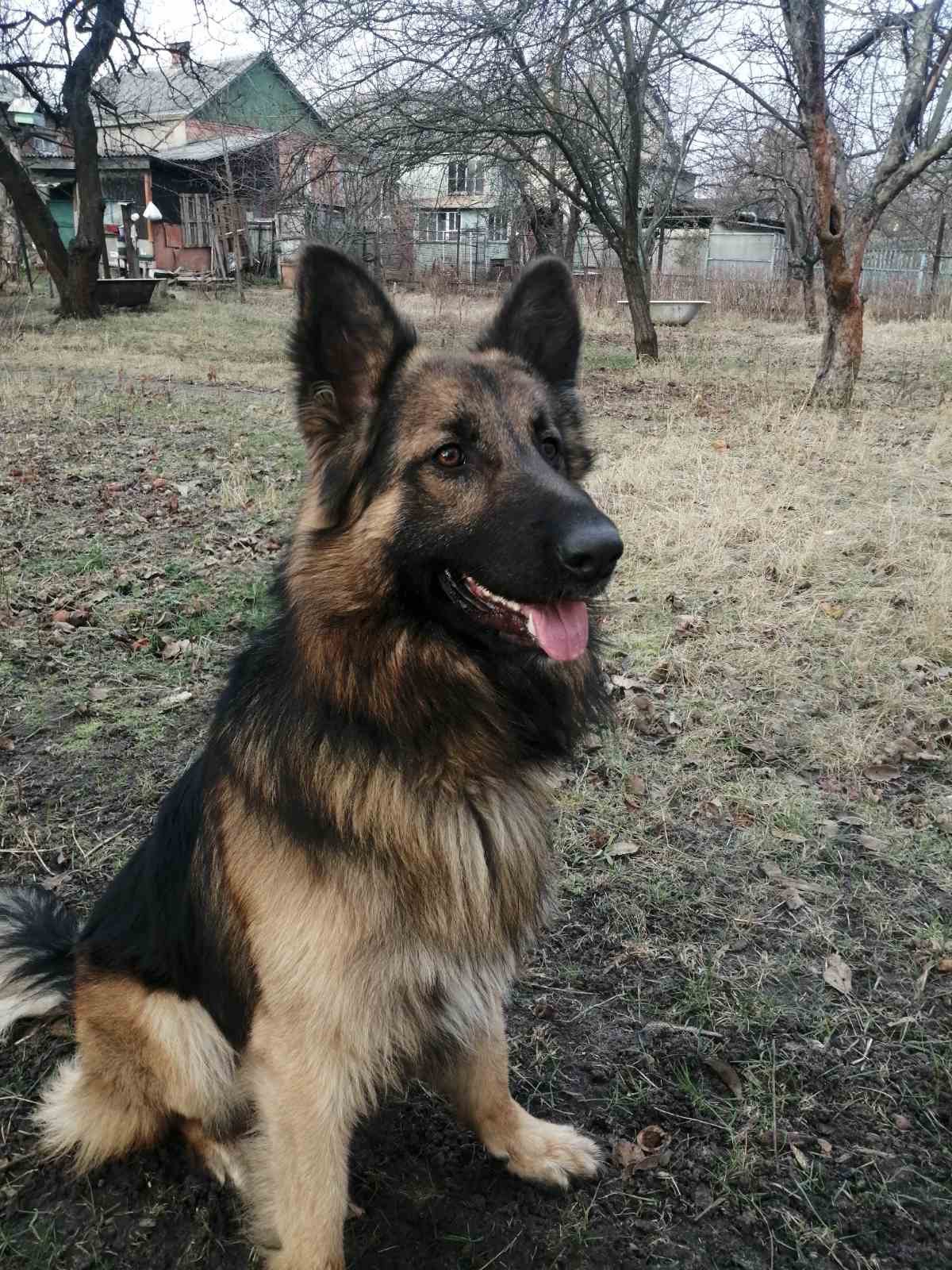 Цуценя помість овчарки та хаскі