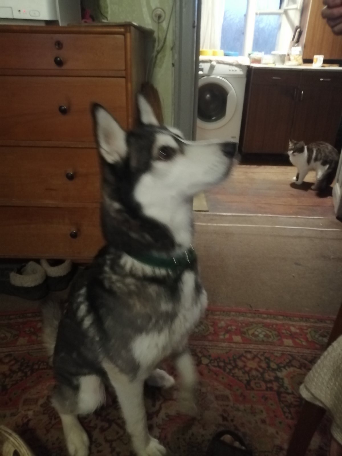 Цуценя помість овчарки та хаскі