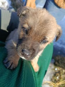 Віддамо цуценя в добрі руки