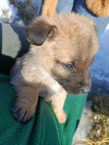 Віддамо цуценя в добрі руки