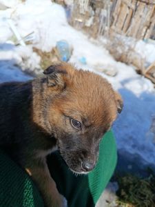Віддамо цуценя в добрі руки