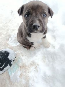 Віддамо цуценя в добрі руки