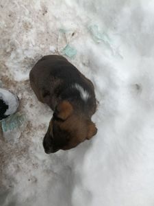 Віддамо цуценя в добрі руки