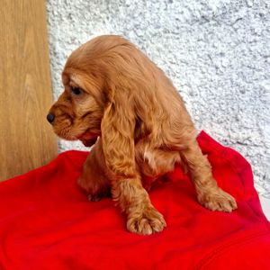 Дівчинка англійського кокер спаніеля