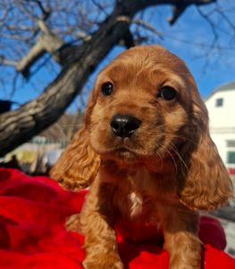 Дівчинка англійського кокер спаніеля