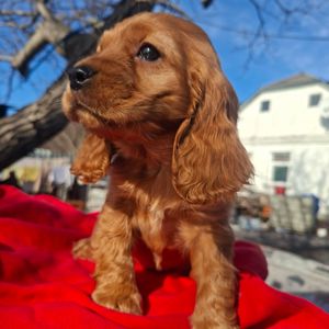 Дівчинка англійського кокер спаніеля