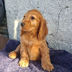 Хлопчик кокер спаніель англійський