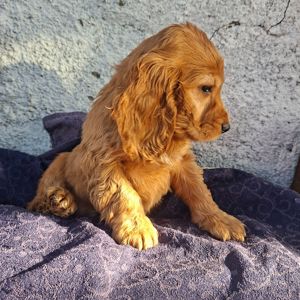 Хлопчик кокер спаніель англійський