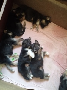 Цуценя помість овчарки та хаскі