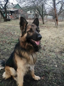 Цуценя помість овчарки та хаскі