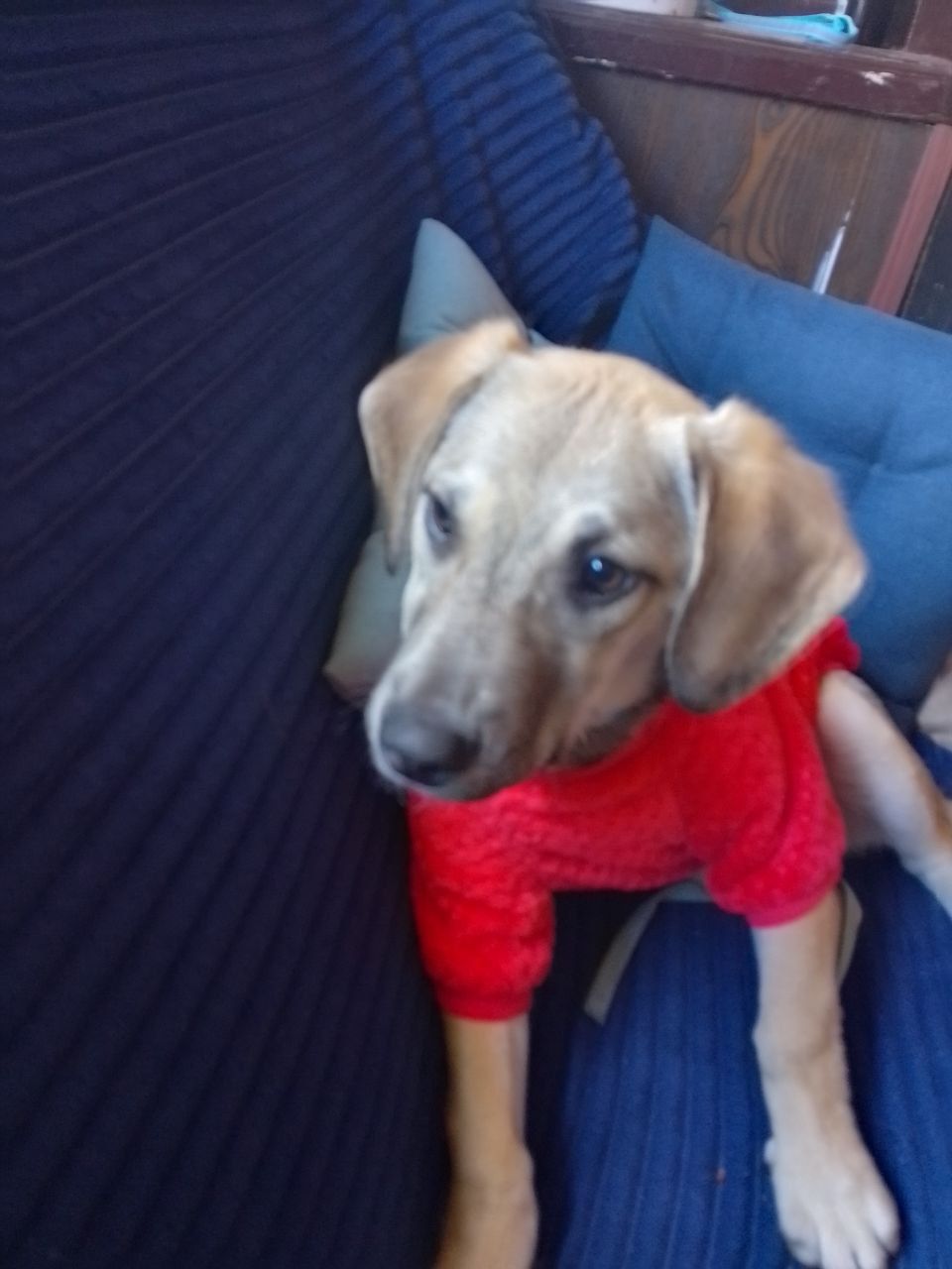 Боня шукає родину