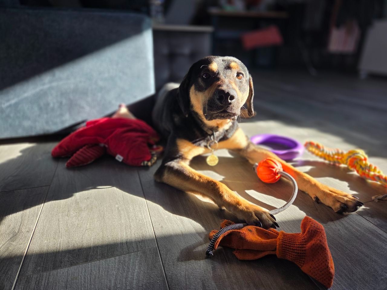 Джек шукає друга