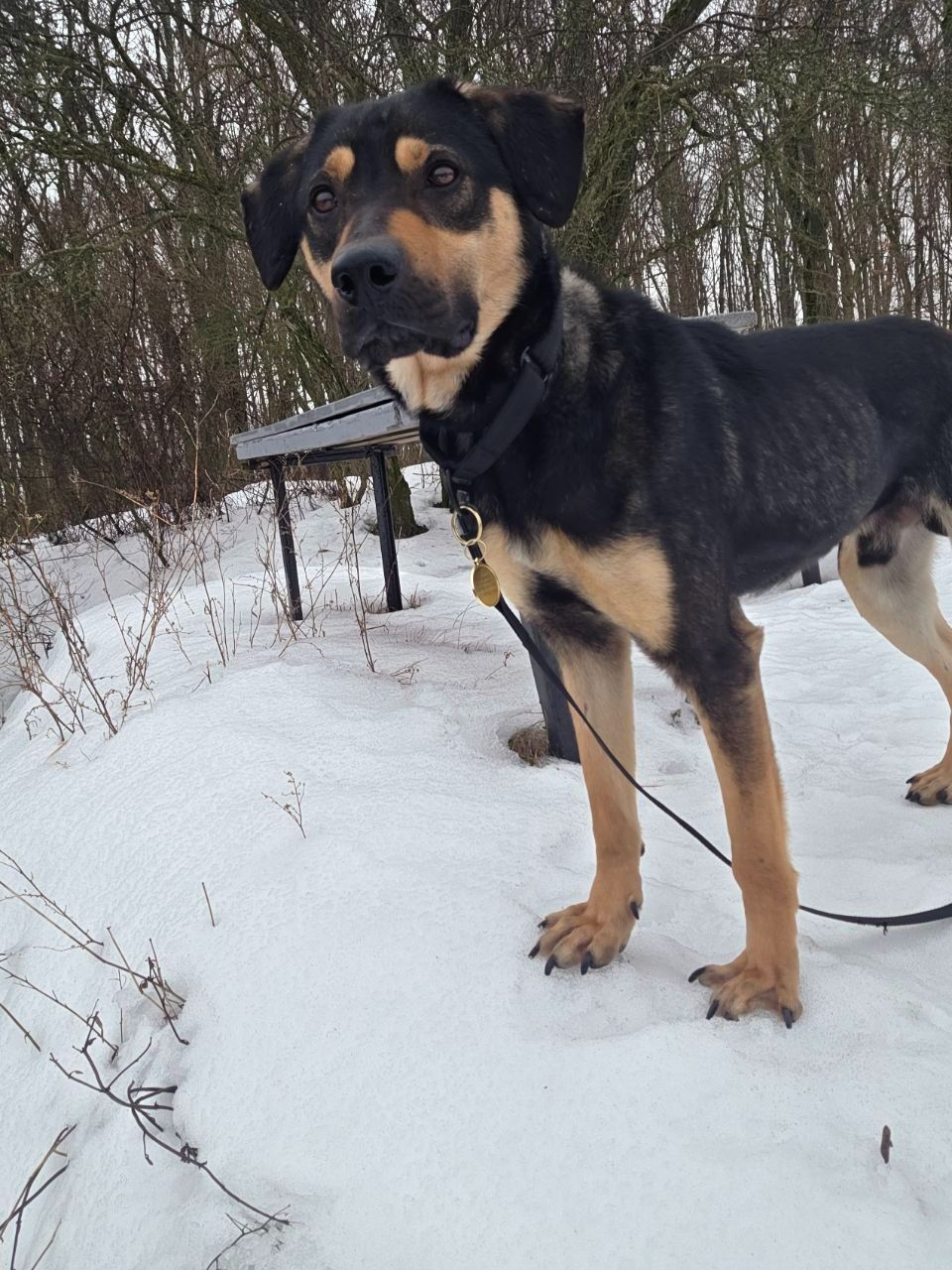 Джек шукає друга